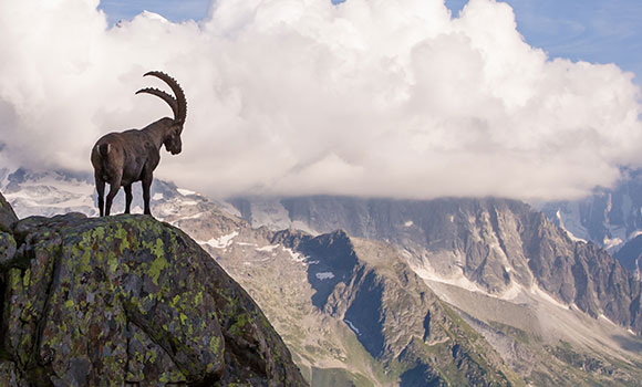 Arbeitsblätter Bergtiere