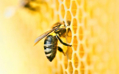 Bienen machen Honig