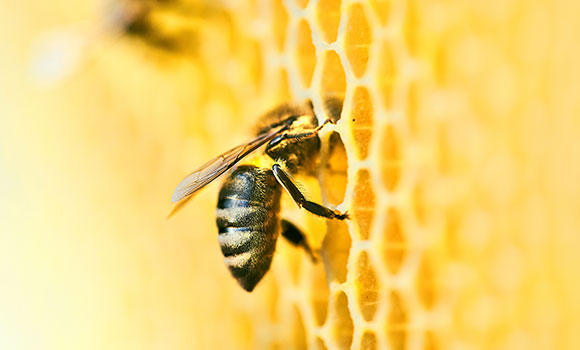 Arbeitsblätter Bienen