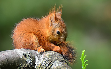 Kleines Eichhörnchen in Not