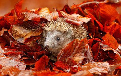 Igel im Herbst