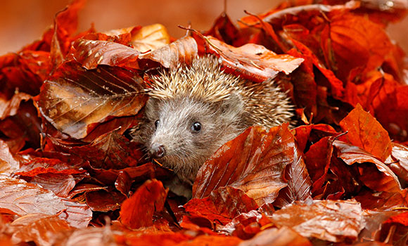 Arbeitsblätter Igel im Herbst