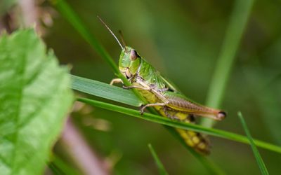 Insekten