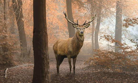 Arbeitsblätter Lebensraum Wald