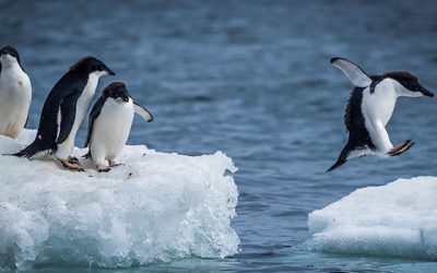 Pinguine