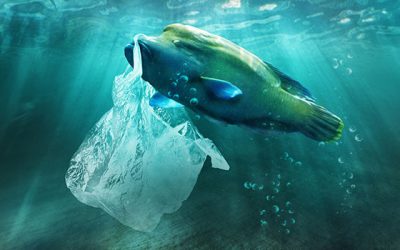Müll und Plastik im Meer