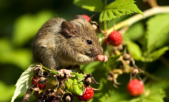 Arbeitsblätter Tiere der Hecke