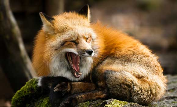Waldtiere: Fuchs