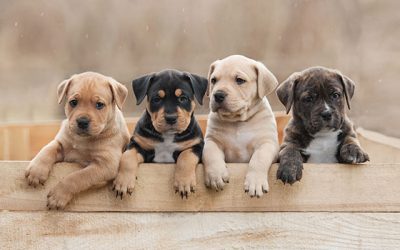Alles über Tierkinder