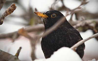 Vögel im Winter