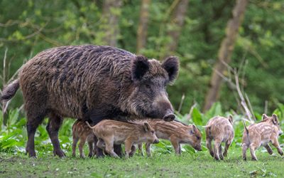 Wohnen im Wald